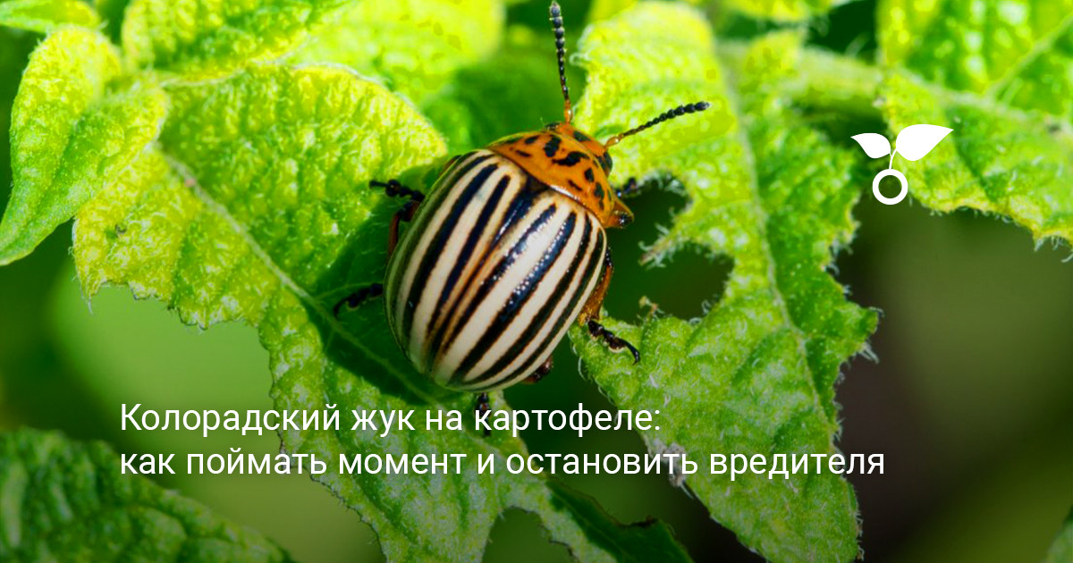 Колорадский жук на картофеле: когда начинать осмотры и чем остановить вредителя