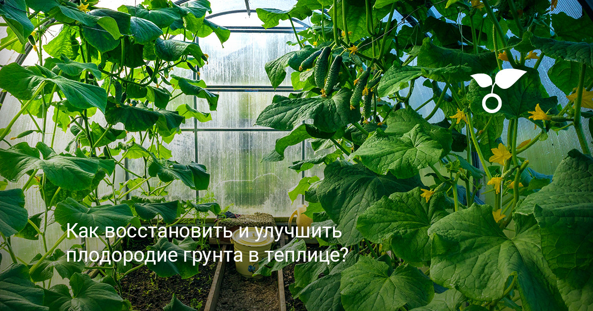 Как улучшить плодородие грунта в теплице без полной замены земли