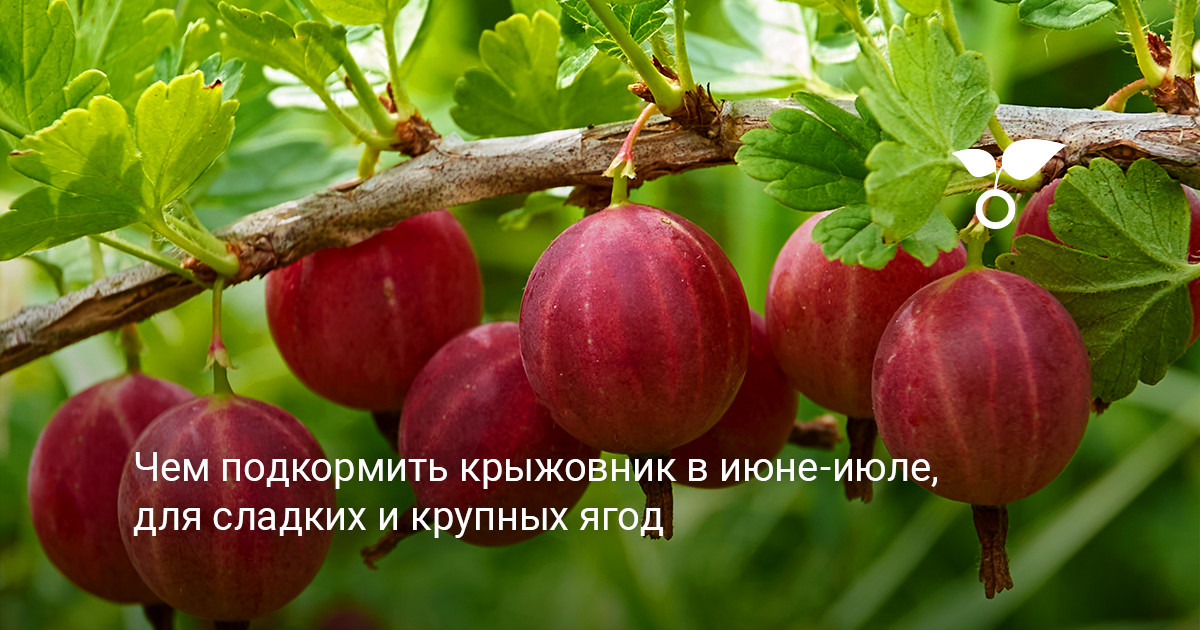 Как подкормить крыжовник летом, чтобы ягоды были крупными и сладкими